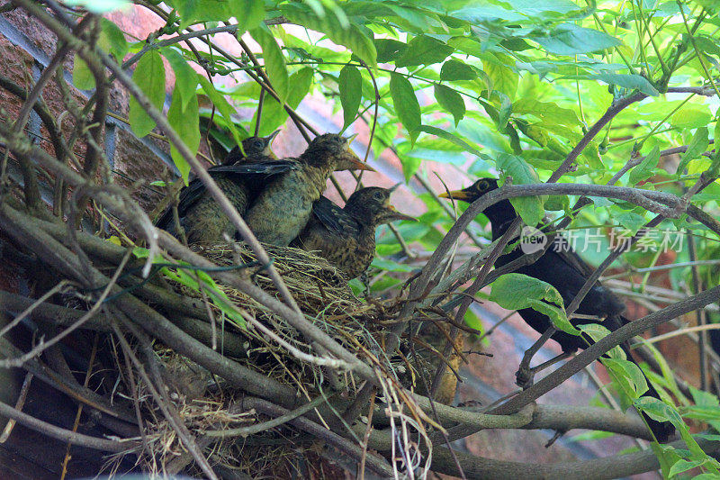 画眉鸟(Turdus merula)正在被雄性喂养
